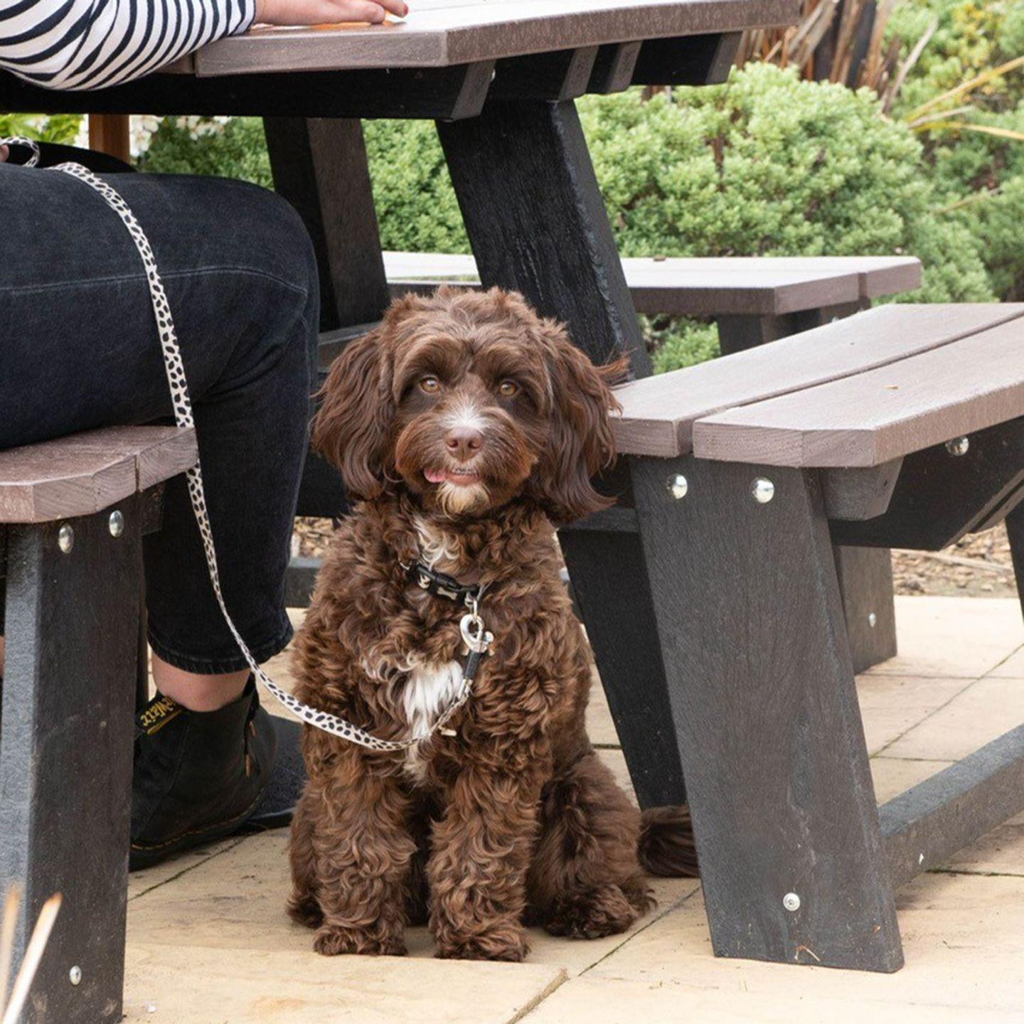 Your local dog friendly pub in Bordon